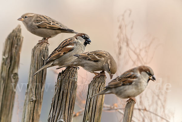 Haussperling (Passer domesticus)