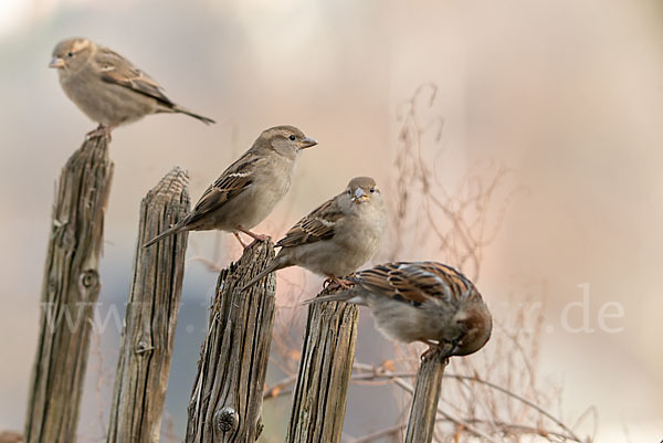 Haussperling (Passer domesticus)