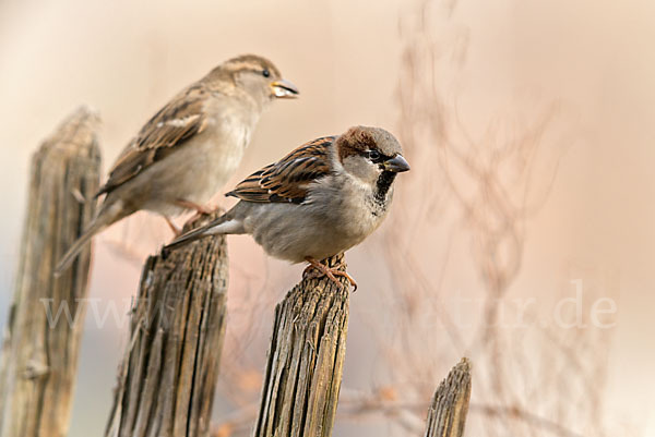 Haussperling (Passer domesticus)