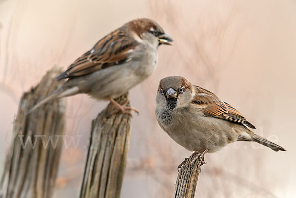 Haussperling (Passer domesticus)