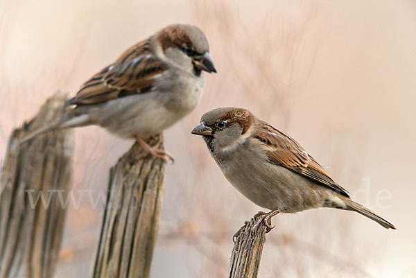 Haussperling (Passer domesticus)