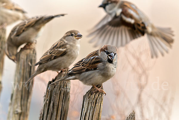 Haussperling (Passer domesticus)