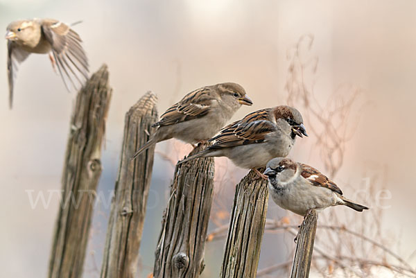 Haussperling (Passer domesticus)