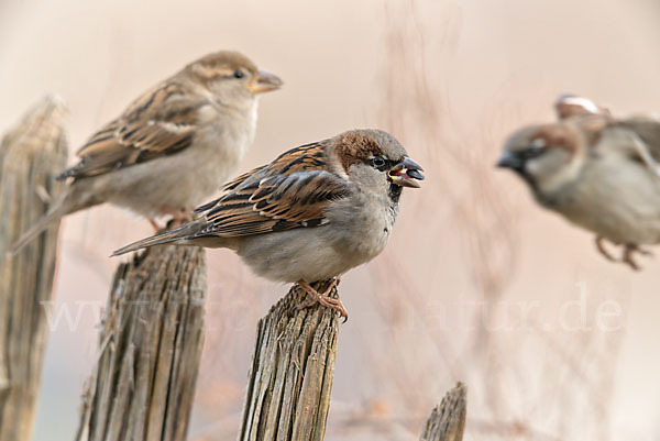 Haussperling (Passer domesticus)