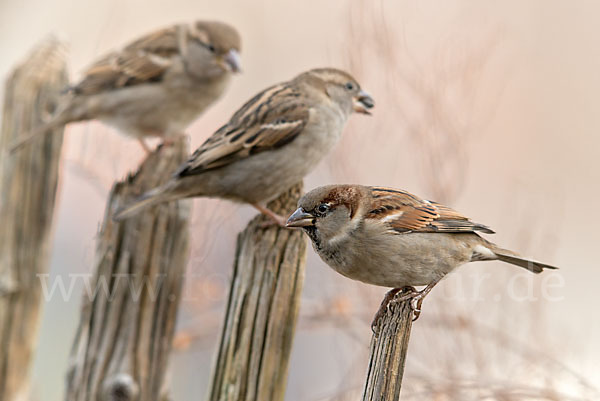 Haussperling (Passer domesticus)