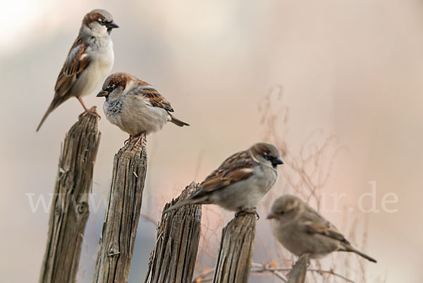 Haussperling (Passer domesticus)