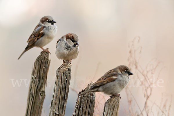 Haussperling (Passer domesticus)