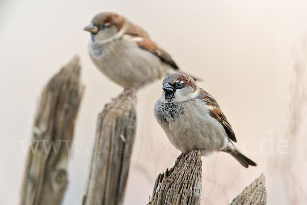 Haussperling (Passer domesticus)