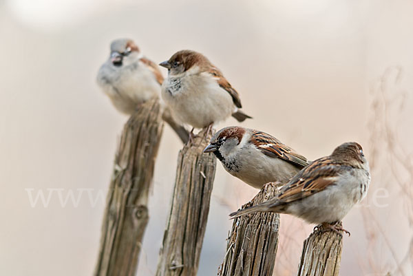 Haussperling (Passer domesticus)