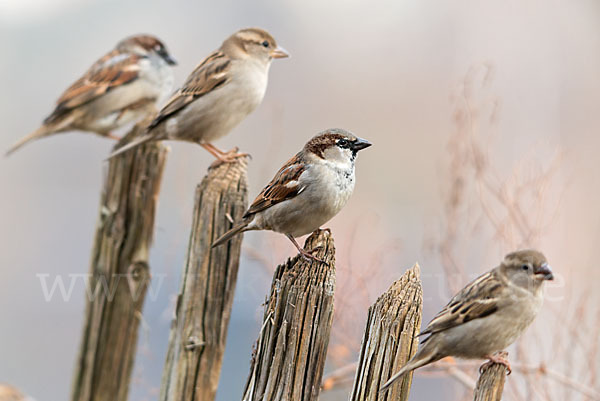 Haussperling (Passer domesticus)