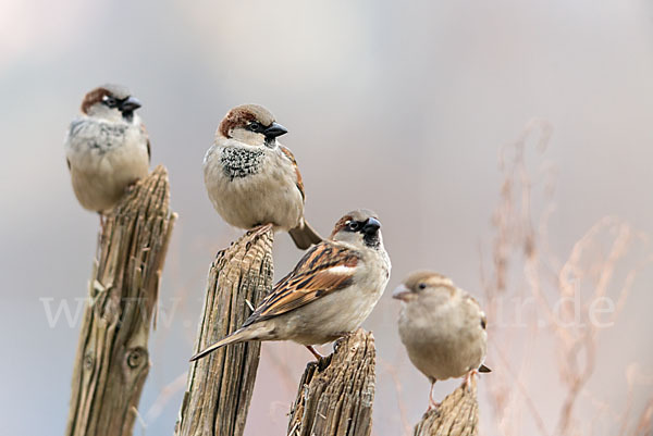 Haussperling (Passer domesticus)