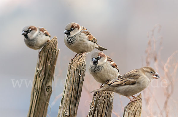 Haussperling (Passer domesticus)