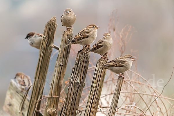 Haussperling (Passer domesticus)