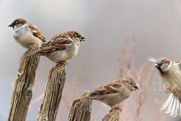 Haussperling (Passer domesticus)