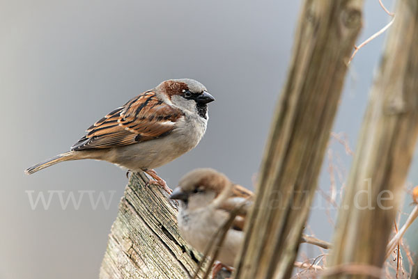 Haussperling (Passer domesticus)