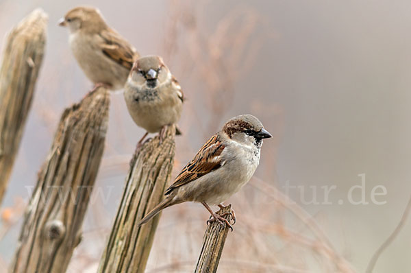 Haussperling (Passer domesticus)