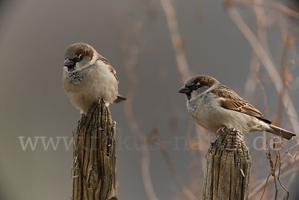 Haussperling (Passer domesticus)