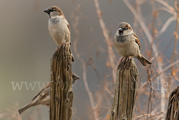 Haussperling (Passer domesticus)