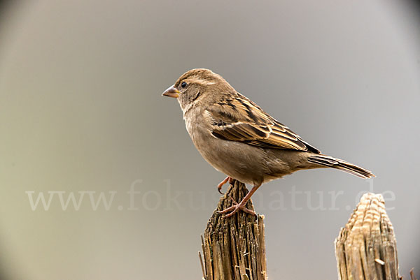 Haussperling (Passer domesticus)