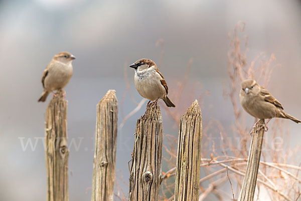 Haussperling (Passer domesticus)