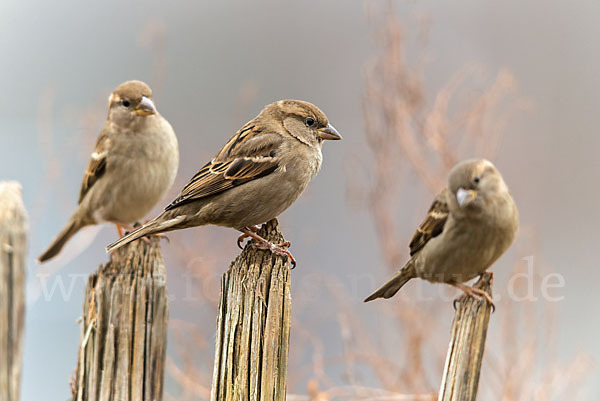 Haussperling (Passer domesticus)