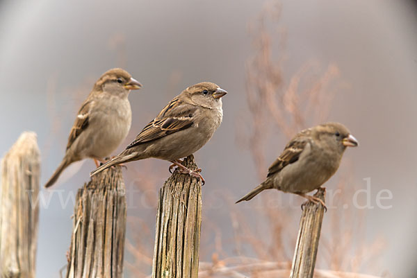 Haussperling (Passer domesticus)