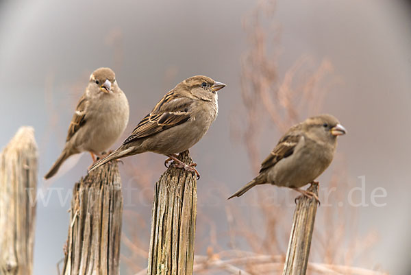 Haussperling (Passer domesticus)