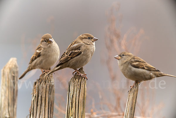 Haussperling (Passer domesticus)