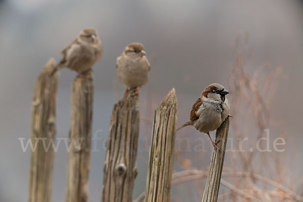 Haussperling (Passer domesticus)