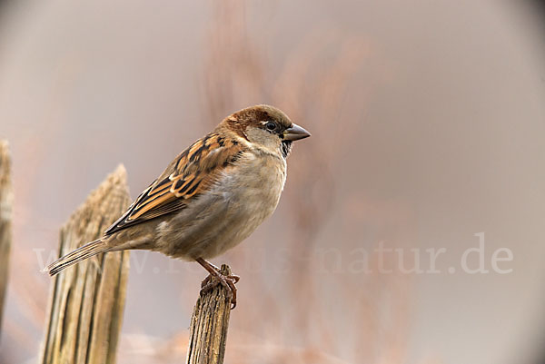 Haussperling (Passer domesticus)