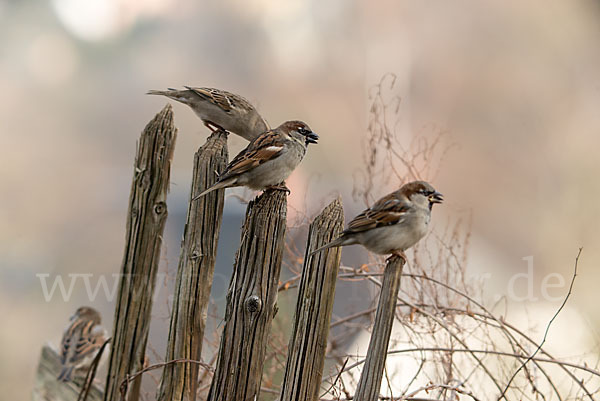 Haussperling (Passer domesticus)