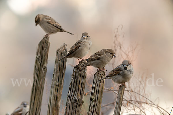 Haussperling (Passer domesticus)