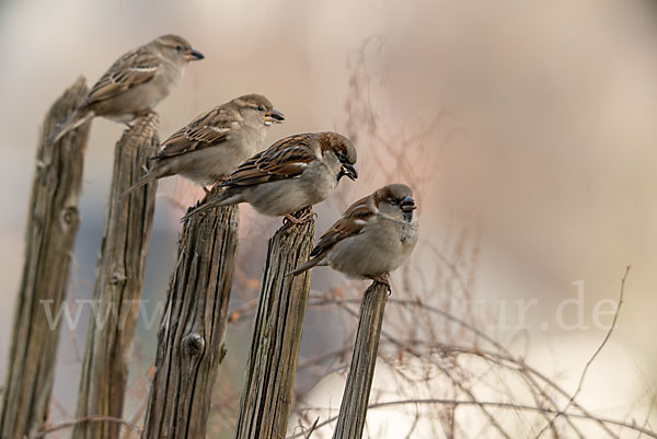 Haussperling (Passer domesticus)