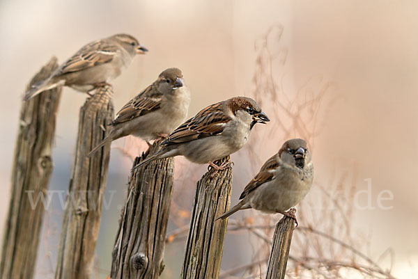 Haussperling (Passer domesticus)