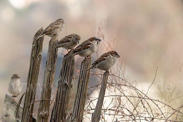 Haussperling (Passer domesticus)