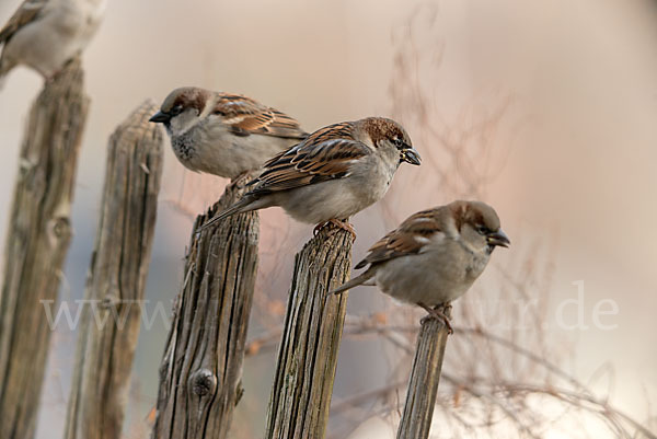 Haussperling (Passer domesticus)