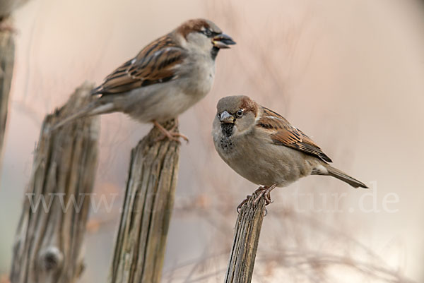 Haussperling (Passer domesticus)