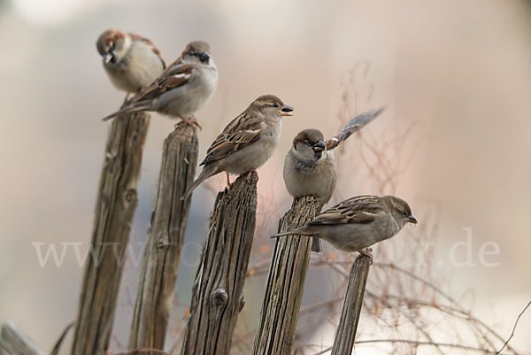 Haussperling (Passer domesticus)