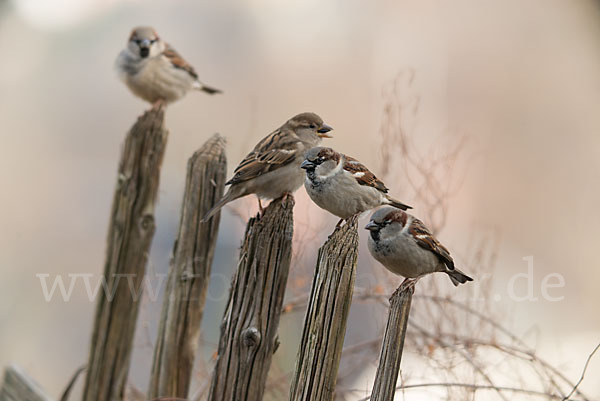 Haussperling (Passer domesticus)