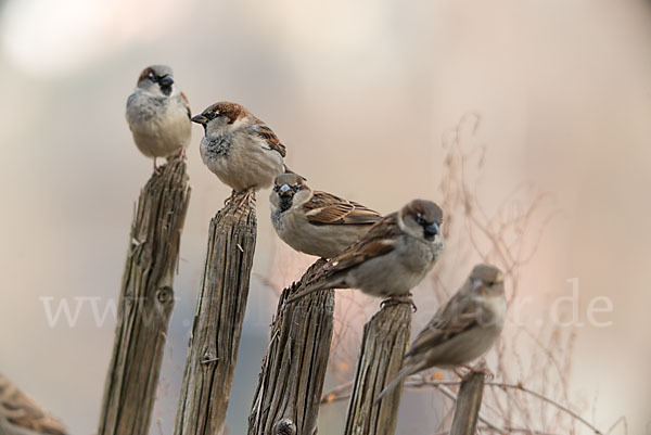 Haussperling (Passer domesticus)