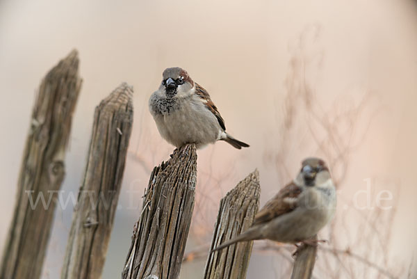 Haussperling (Passer domesticus)