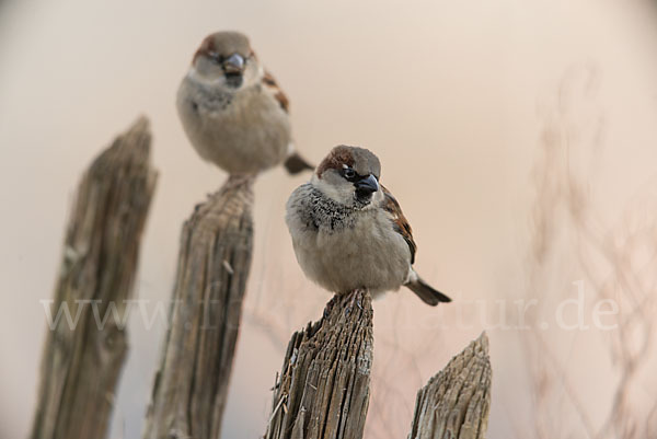 Haussperling (Passer domesticus)