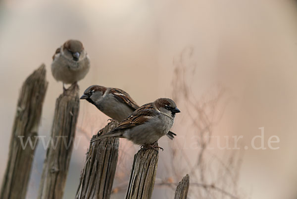 Haussperling (Passer domesticus)