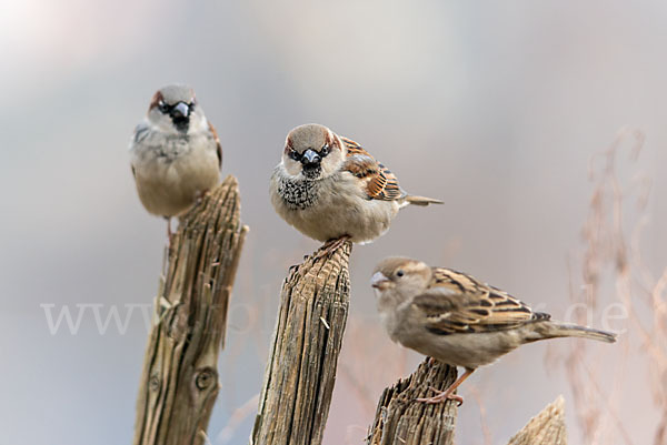 Haussperling (Passer domesticus)