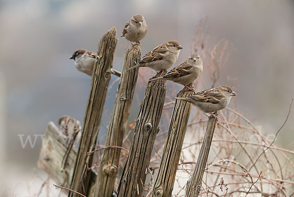 Haussperling (Passer domesticus)