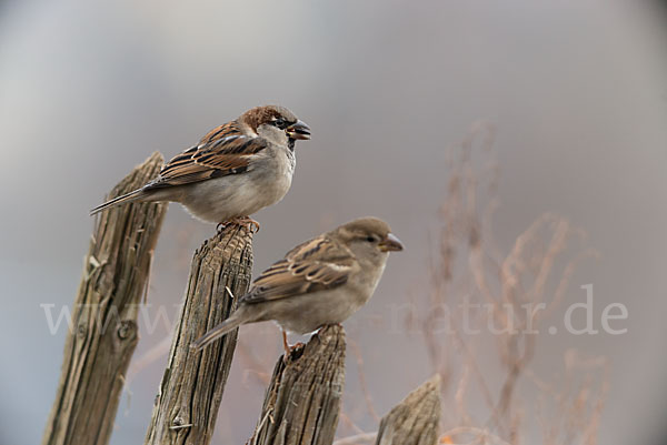 Haussperling (Passer domesticus)