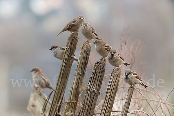 Haussperling (Passer domesticus)