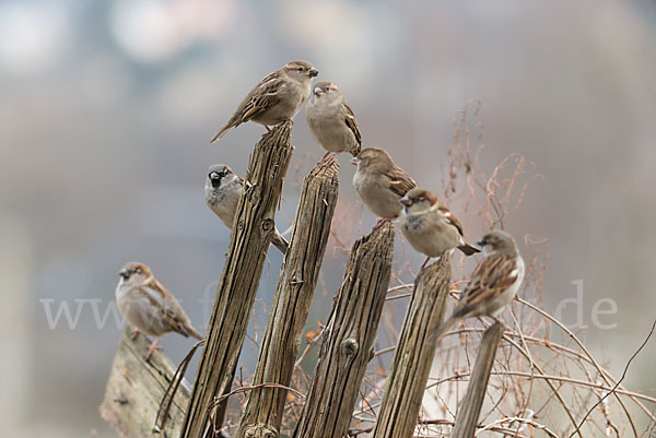 Haussperling (Passer domesticus)