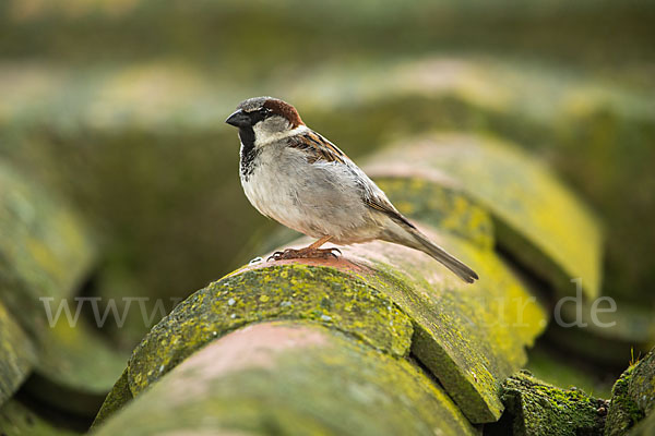 Haussperling (Passer domesticus)