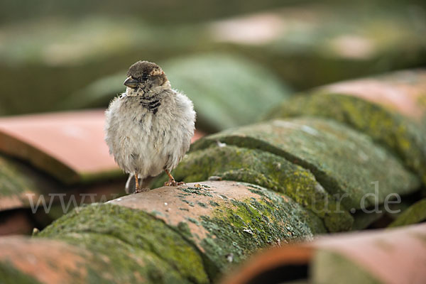 Haussperling (Passer domesticus)